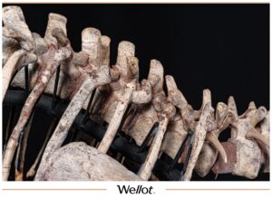 Скелет Рогатого Динозавра Psittacosaurus