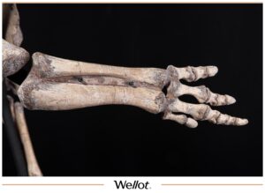Скелет Рогатого Динозавра Psittacosaurus