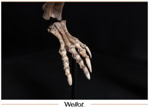 Скелет Рогатого Динозавра Psittacosaurus